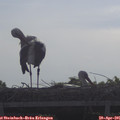 09_05-mast.jpg