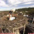 09_05-nest.jpg