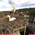 09_10-nest.jpg