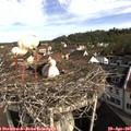 09_15-nest.jpg