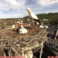 09_20-nest.jpg