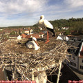 09_25-nest.jpg