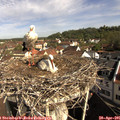 09_30-nest.jpg