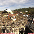 09_35-nest.jpg