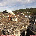 09_40-nest.jpg
