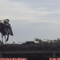 09_45-mast.jpg