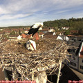 09_45-nest.jpg