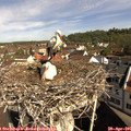 09_50-nest.jpg