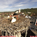 10_10-nest.jpg