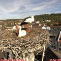 10_15-nest.jpg