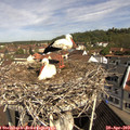 10_20-nest.jpg