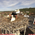 10_25-nest.jpg