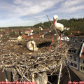 10_30-nest.jpg