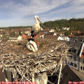 10_35-nest.jpg