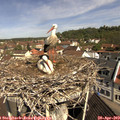 10_40-nest.jpg