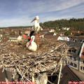 10_45-nest.jpg