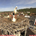 10_50-nest.jpg