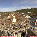 10_55-nest.jpg