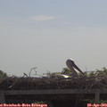11_00-mast.jpg