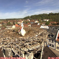 11_00-nest.jpg
