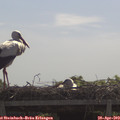 11_05-mast.jpg