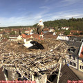 11_05-nest.jpg