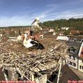 11_10-nest.jpg