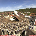 11_15-nest.jpg