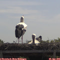 11_20-mast.jpg