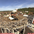 11_20-nest.jpg