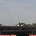 11_30-mast.jpg