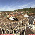 11_30-nest.jpg
