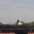11_35-mast.jpg