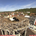 11_35-nest.jpg