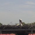 11_40-mast.jpg