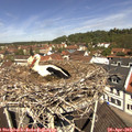 11_40-nest.jpg