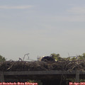 11_45-mast.jpg