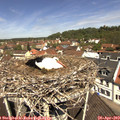 11_45-nest.jpg