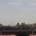 11_50-mast.jpg