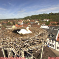 11_50-nest.jpg