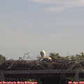 11_55-mast.jpg