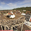12_00-nest.jpg