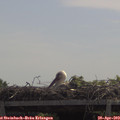 12_05-mast.jpg