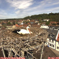 12_10-nest.jpg
