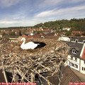 12_40-nest.jpg