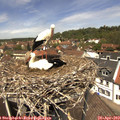 12_50-nest.jpg