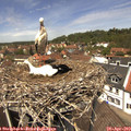 12_55-nest.jpg