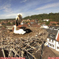 13_00-nest.jpg