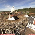 13_15-nest.jpg