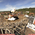13_20-nest.jpg